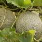 Hales Best Jumbo Heirloom Cantaloupe Cucumis melo cantalupensis - 30 Seeds Fruits