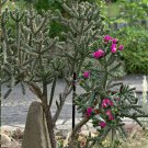 Hardy Tree Cholla Chain Link Cactus Cylindropuntia imbricata - 20 Seeds