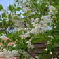 Japanese Snowbell Tree Hardy Styrax japonicus - 30 Seeds