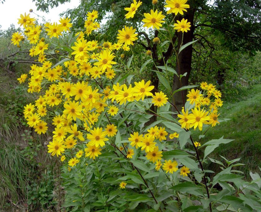 Sunchoke Jerusalem Artichoke Helianthus tuberosus 50 Seeds