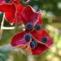 Exotic Black Pearl Tree Mgambo Rare Majidea zanguebarica - 5 Seeds
