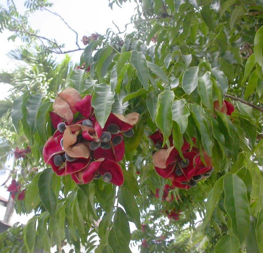 Exotic Black Pearl Tree Mgambo Rare Majidea Zanguebarica