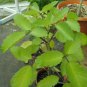 Cuttings! Medicinal Leaf Of Life Bryophyllum Kalanchoe - 3 Leaf Cuttings