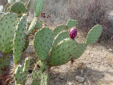 Hardy Cactus Prickly Pear Mexican Nopale Opuntia ficus-indica - 3 Live Pads