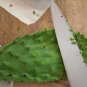 Hardy Cactus Prickly Pear Mexican Nopale Opuntia ficus-indica - 3 Live Pads