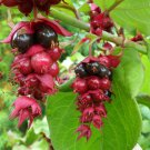 Flowering Nutmeg Pheasant Berry Shrub Perennial Honeysuckle Leycesteria formosa - 25 Seeds
