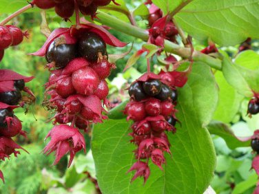 Flowering Nutmeg Pheasant Berry Shrub Perennial Honeysuckle Leycesteria formosa - 25 Seeds