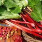 Rhubarb ‘Glaskins Perpetual’ Organic Perennial Rheum rhabarbarum - 25 Seeds