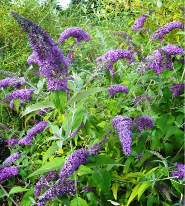 Purple Buddleia Butterfly Bush Buddleja davidii - 100 Seeds
