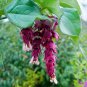 Flowering Nutmeg Pheasant Berry Shrub Perennial Honeysuckle Leycesteria formosa - 25 Seeds