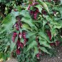 Flowering Nutmeg Pheasant Berry Shrub Perennial Honeysuckle Leycesteria formosa - 25 Seeds
