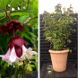 Flowering Nutmeg Pheasant Berry Shrub Perennial Honeysuckle Leycesteria formosa - 25 Seeds