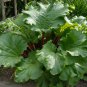 Rhubarb â��Glaskins Perpetualâ�� Organic Perennial Rheum rhabarbarum - 25 Seeds