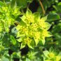 Lime Green Hare's Ear Bupleurum Rotundifolium - 50 Seeds