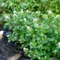 Organic Watercress Perennial Nasturtium Officinale - 200 Seeds
