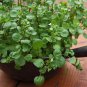 Organic Watercress Perennial Nasturtium Officinale - 200 Seeds