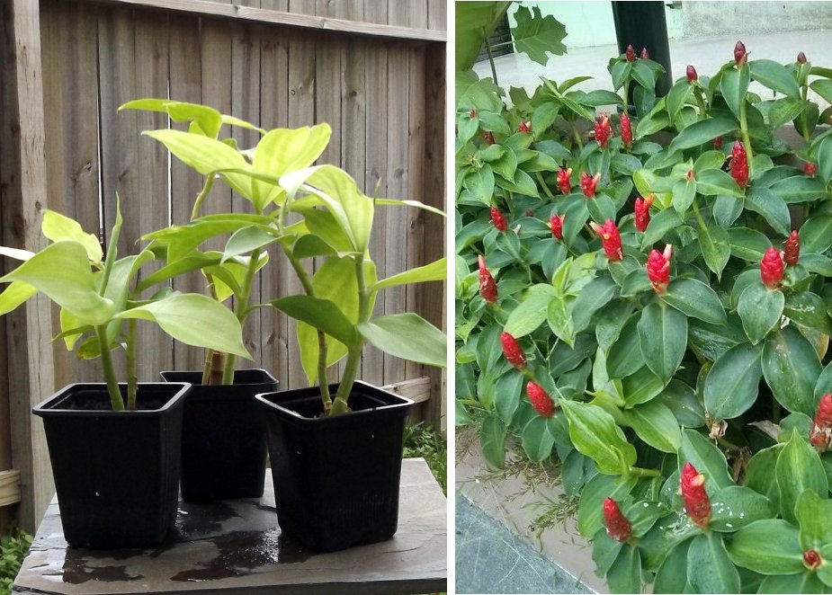 red button ginger plant care in patio