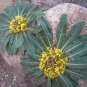 Hardy Rock Sunflower Stemless Inula Himalayan Inula rhizocephala  - 30 Seeds