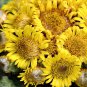 Hardy Rock Sunflower Stemless Inula Himalayan Inula rhizocephala  - 30 Seeds