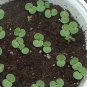 Polka Dot Plant White Hypoestes phyllostachya - 20 Seeds