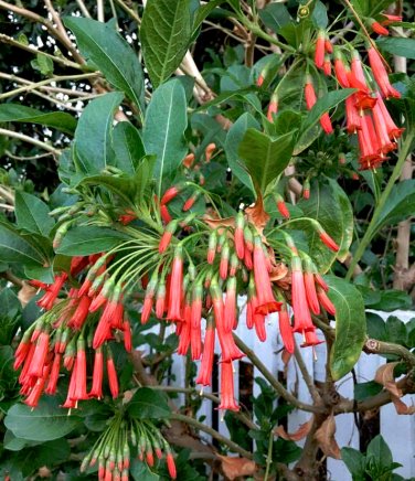 Red Fire Bush Iochroma Fuchsioides - 10 Seeds