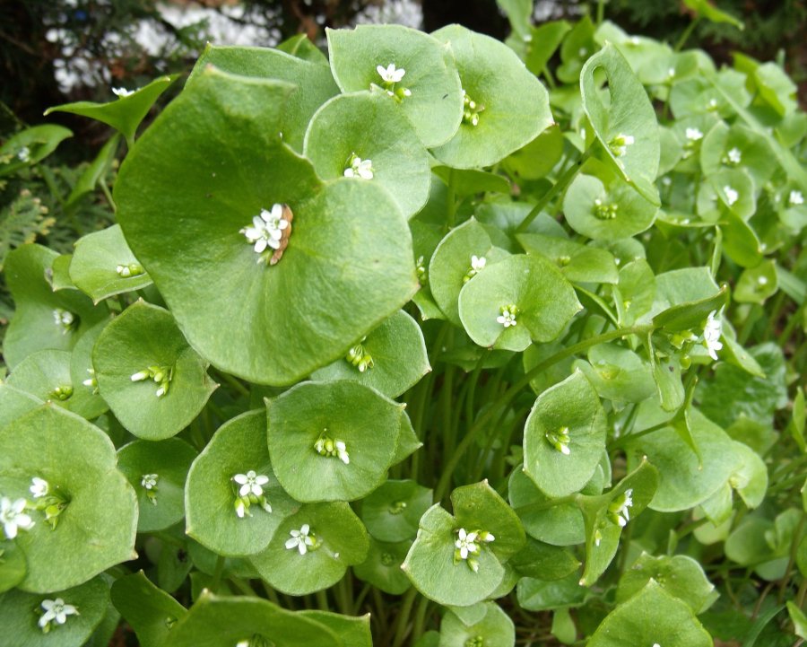 Heirloom Perennial Miner's Lettuce Montia Claytonia perfoliata - 50 Seeds