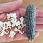 Heirloom Baby Blue Ornamental Miniature Popcorn Corn Zea mays - 30 Seeds