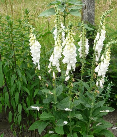 Foxglove White Appx 2500 seeds  5060431893461 Alba Flower Digitalis purpurea alba 