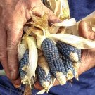 Heirloom Blue Miniature Popcorn Ornamental Corn Zea mays - 30 Seeds