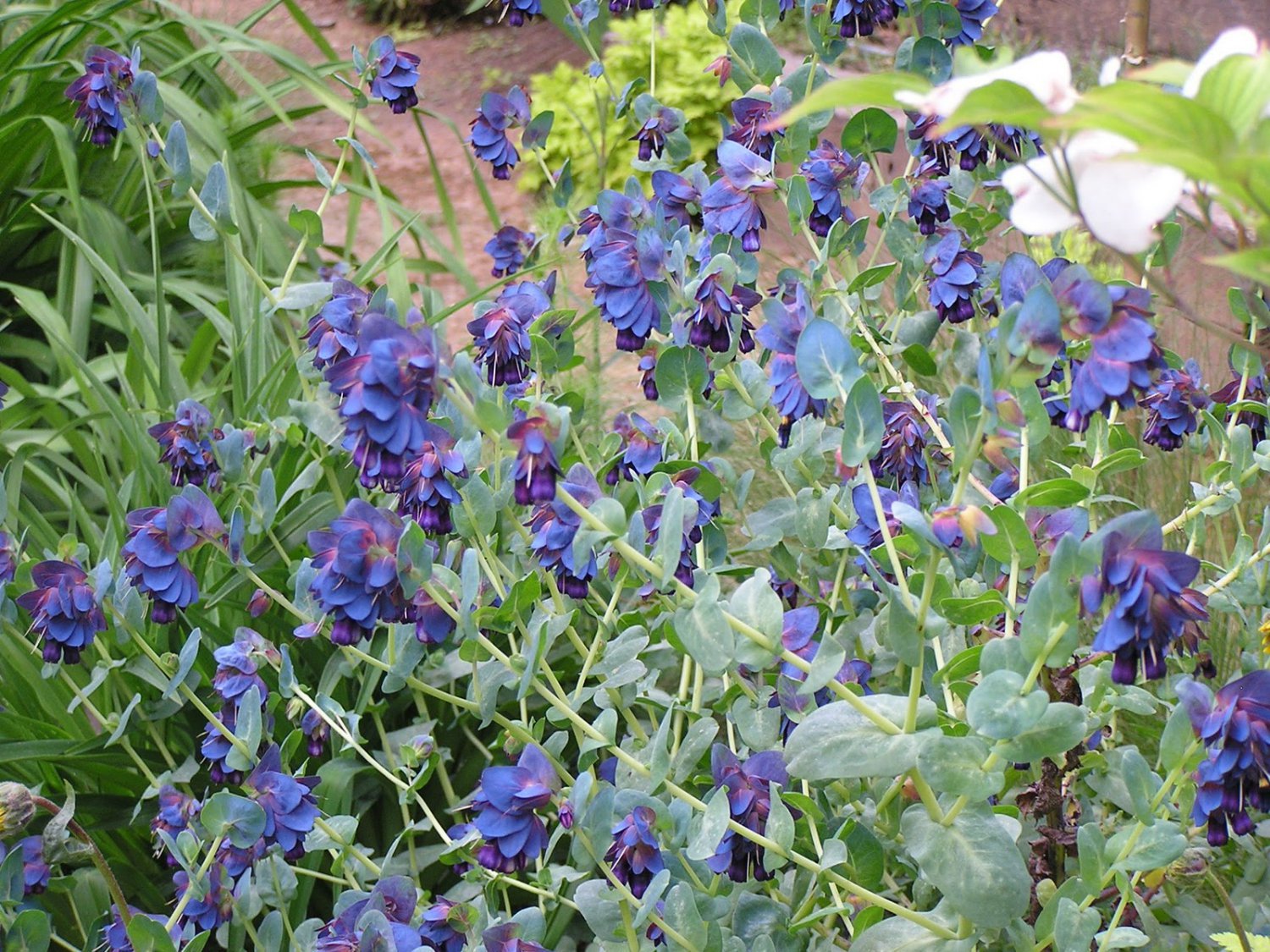 Blue Shrimp Plant Honeywort Cerinthe Major Purpurasces 12 Seeds