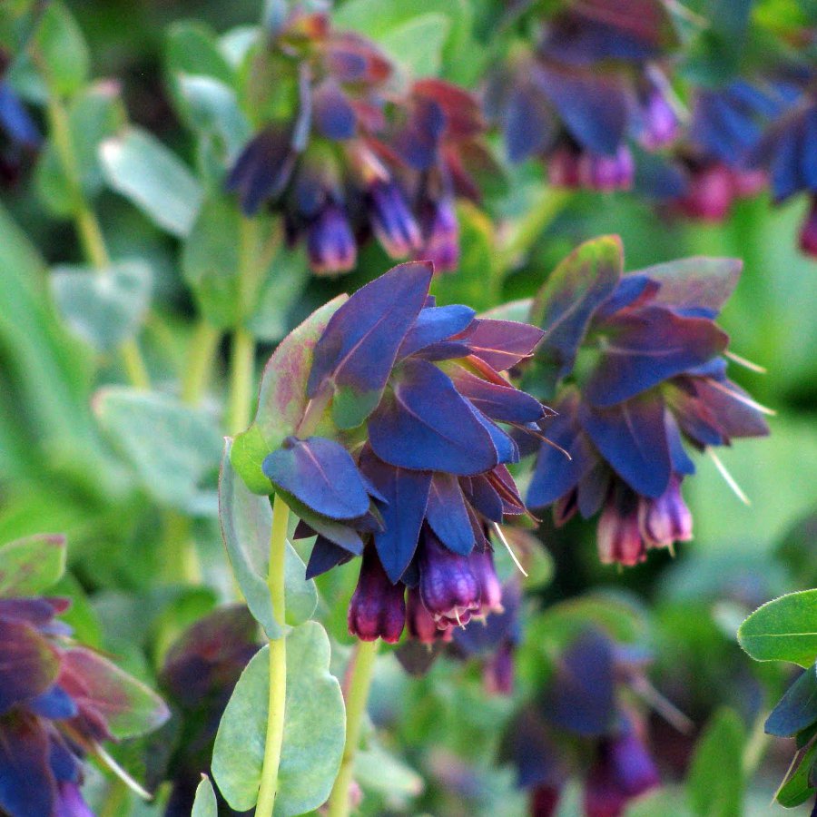 Pride Of Gibraltar Flower Blue Shrimp Cerinthe Major Purpurascens 12