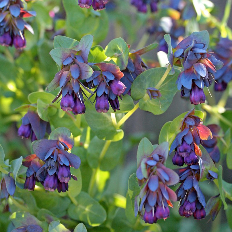 Blue Shrimp Plant Honeywort Cerinthe Major Purpurasces – 12 Seeds