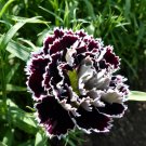 Goth Garden Carnation 'Black And White Minstrel' Dianthus Chinensis Heddewigii - 25 Seeds