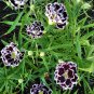 Goth Garden Carnation 'Black And White Minstrel' Dianthus Chinensis Heddewigii - 25 Seeds