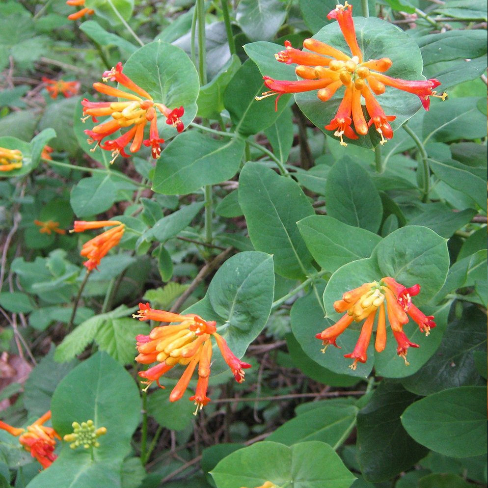 Native Hummingbird Orange Honeysuckle Vine Lonicera ciliosa - 20 Seeds