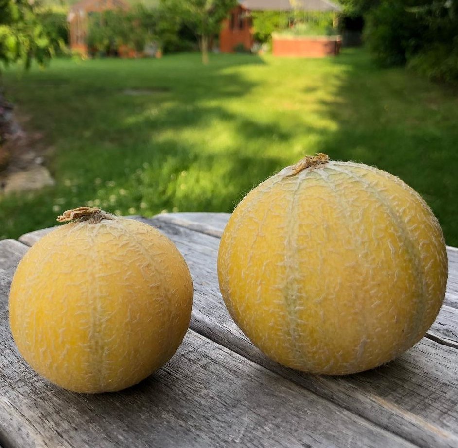 Minnesota Midget Heirloom Sugar Melon Cucumis Melo 25 Seeds