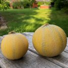 Minnesota Midget Heirloom Sugar Melon Cucumis Melo - 25 Seeds