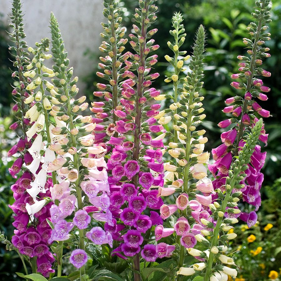 Hardy Foxglove Mix Fairy Thimbles Digitalis purpurea - 250 Seeds