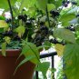 True Heirloom Wonderberry Sunberry Solanum burbankii - 30 Seeds