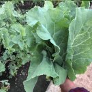 Rare Heirloom Vegetable Kale Thousand Head Brassica oleracea – 50 Seeds