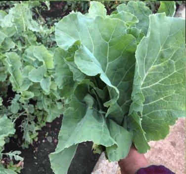 Rare Heirloom Vegetable Kale Thousand Head Brassica oleracea â 50 Seeds
