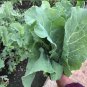 Rare Heirloom Vegetable Kale Thousand Head Brassica oleracea â 50 Seeds