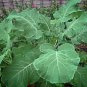 Rare Heirloom Vegetable Kale Thousand Head Brassica oleracea â 50 Seeds