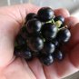 True Heirloom Wonderberry Sunberry Solanum burbankii - 30 Seeds