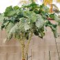 Rare Heirloom Vegetable Kale Thousand Head Brassica oleracea â 50 Seeds