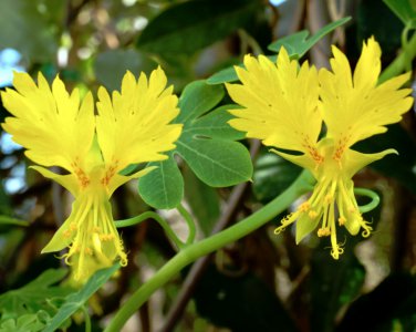 Edible Flower Yellow Canary Bird Vine Tropaeolum peregrinum - 10 Seeds