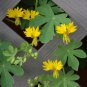 Edible Flower Yellow Canary Bird Vine Tropaeolum peregrinum - 10 Seeds