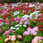 Fairy Garden English Daisy Double Mix Bellis Perennis Super Enorma - 100 Seeds