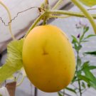 Rare Heirloom Vine Peach Mango Melon Cucumis melo var. chito – 25 Seeds