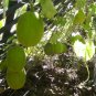 Rare Heirloom Vine Peach Mango Melon Cucumis melo var. chito â�� 25 Seeds